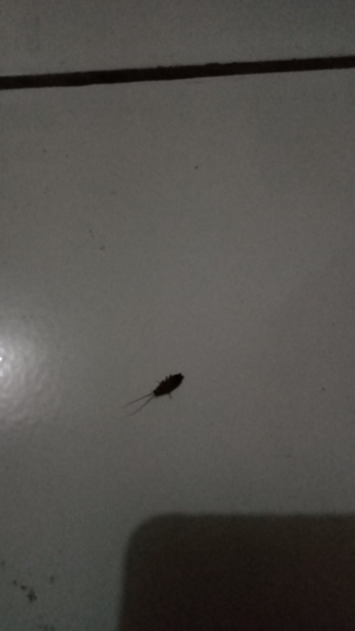 Jual Racun Kecoa Di Mobil Kecoa Jerman Di Mobil Dijamin Mati Semua Murah