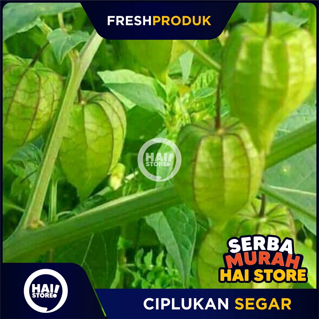 

Ciplukan Segar/ Cecenet Akar Batang Daun HAI STORE