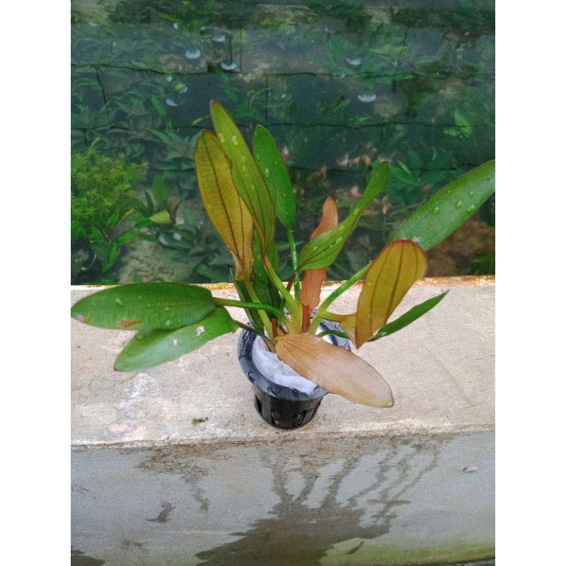 echinodorus red special media pot