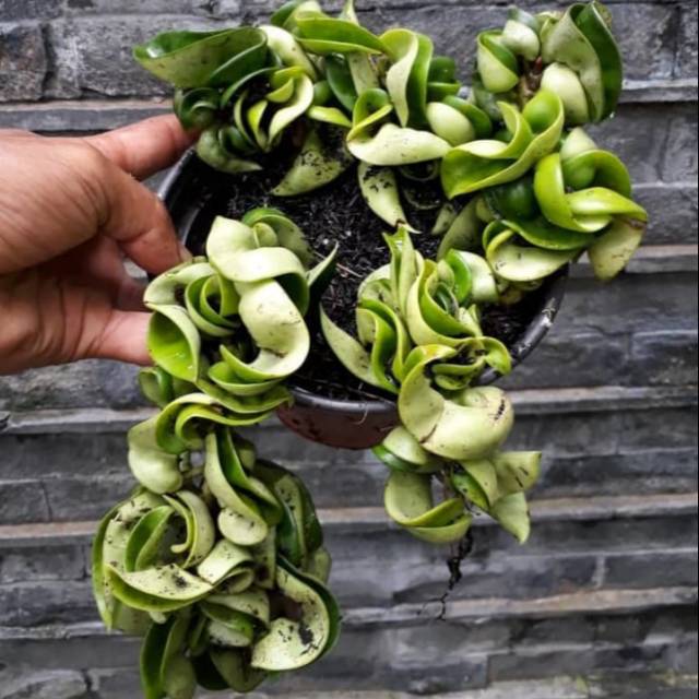 Tanaman hias gantung hoya compacta hoya kriwil