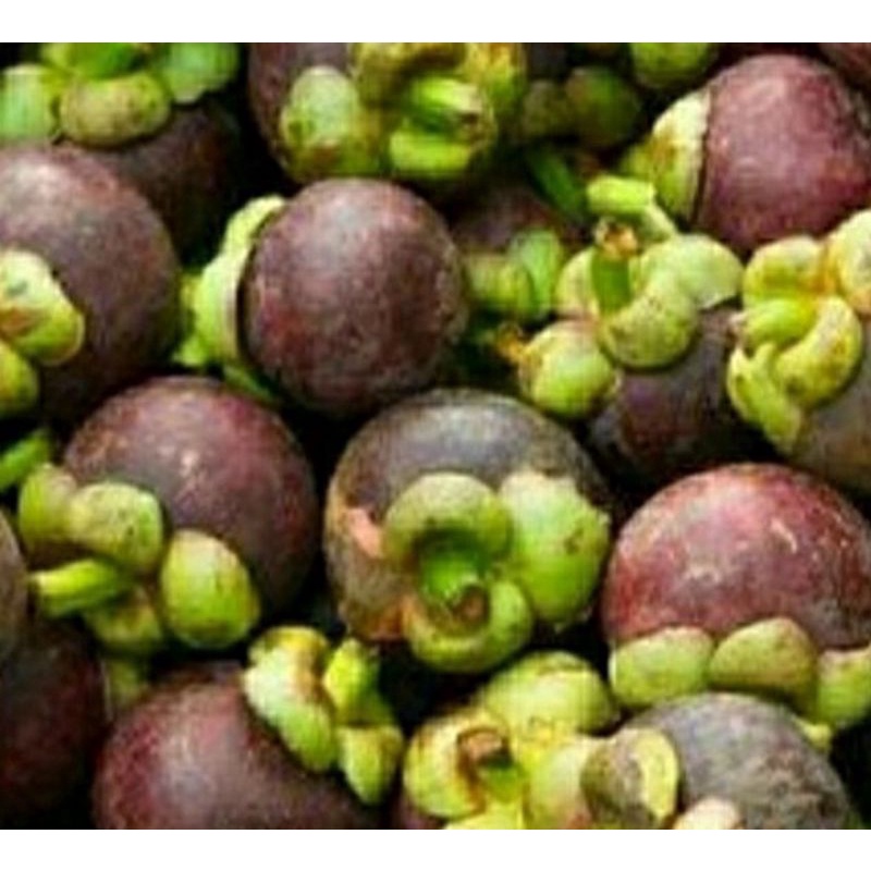 

Manggis1kgisi8-12Termurah