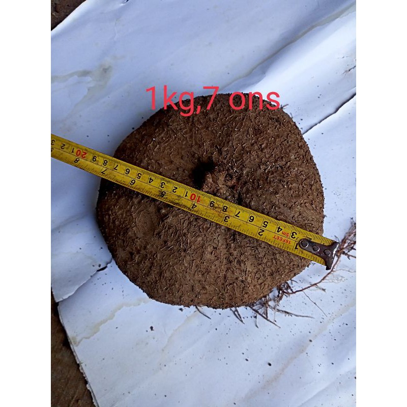 stephania venosa caudex