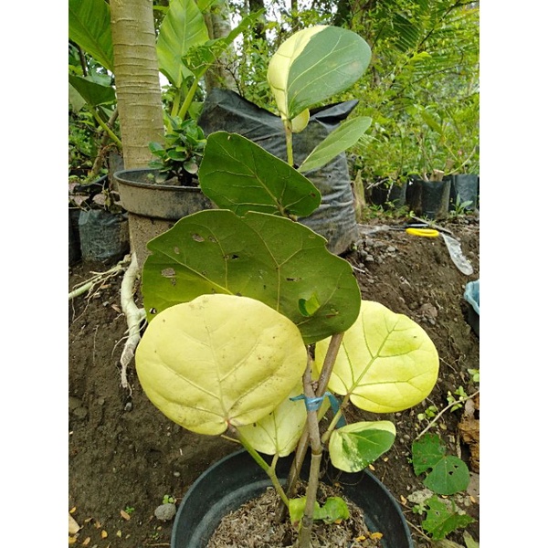 tanaman unik anggur laut cocoloba varigata