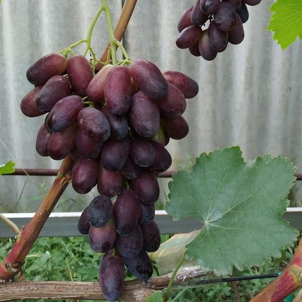 Bibit Anggur Hitam Merah Import Krasava