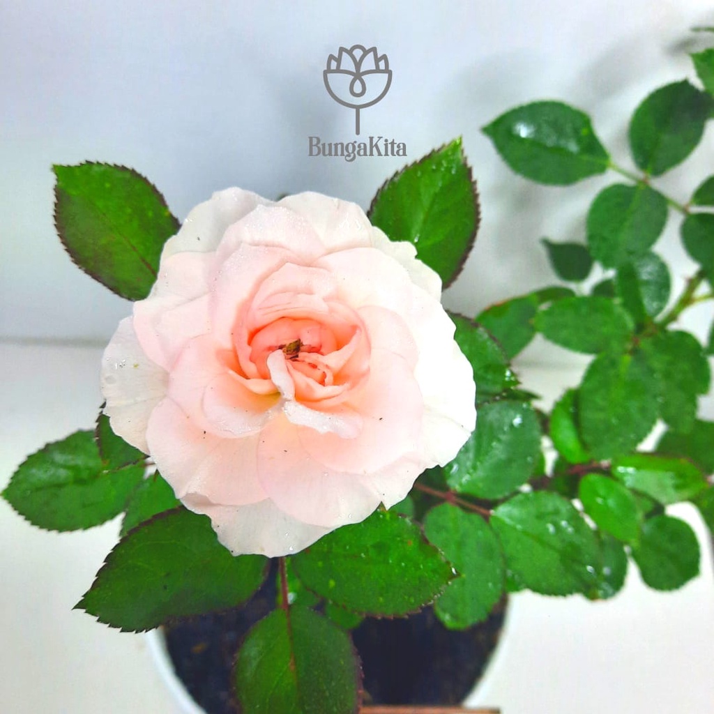 MAWAR IMPORT ROSARIO