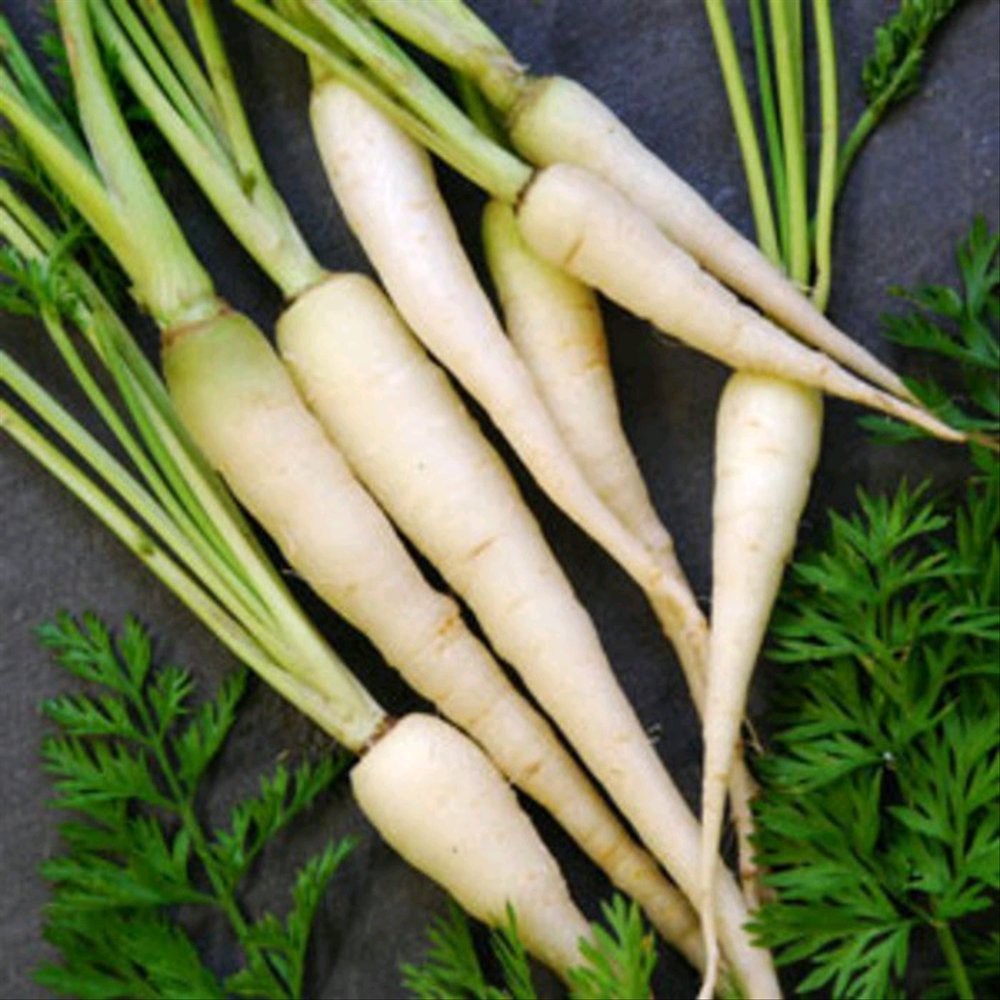 10 Biji Carrot Lunar White Heirloom Sweet Carrot