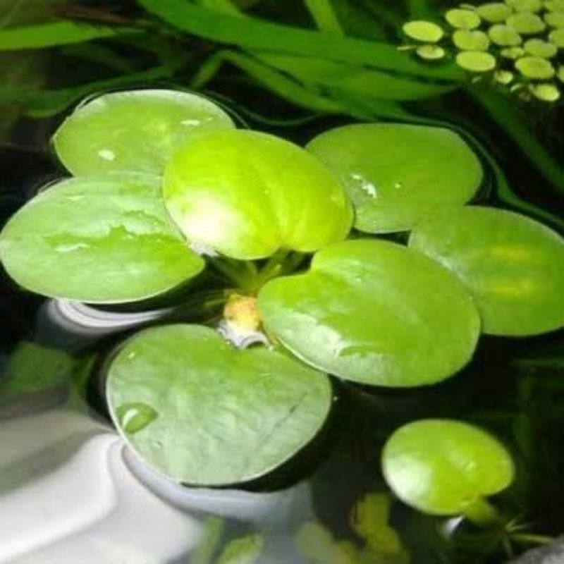 frogbit amazon / tanaman air frogbit / ternak cupang terbaik / tanaman hias kolam