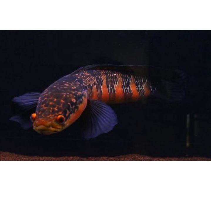 の ikan Chana red Barito greed A bahan istimewa size 3-6 cm で