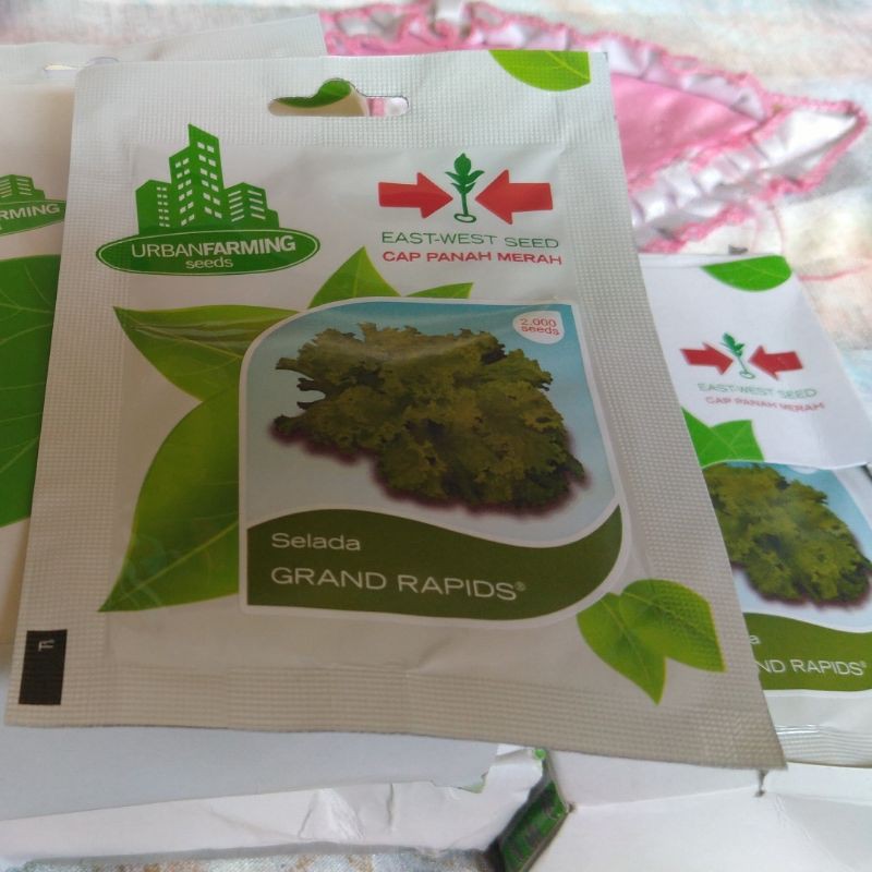 Benih Selada Grand Rapids Panah Merah