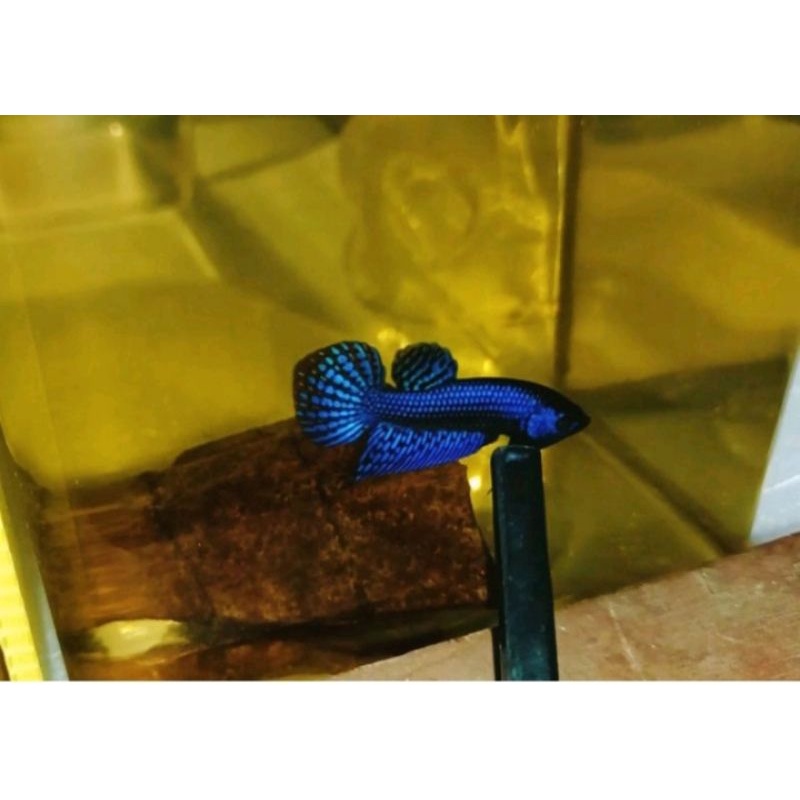 ilan cupang avatar  juara  avatar juara avatar