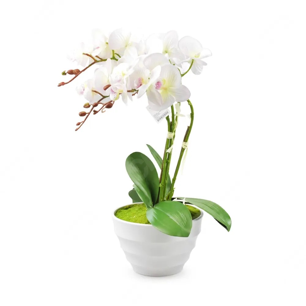 ACE Bunga Artifisial Anggrek Phalaenopsis - Putih SKU 10138239