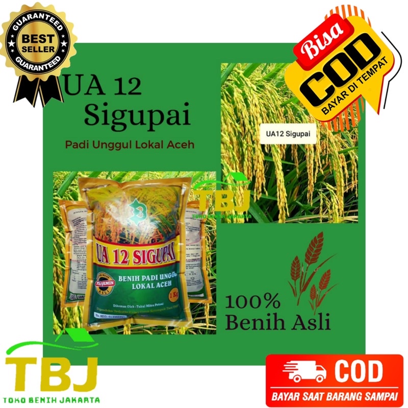 Padi Sigupai UA 12 Asli