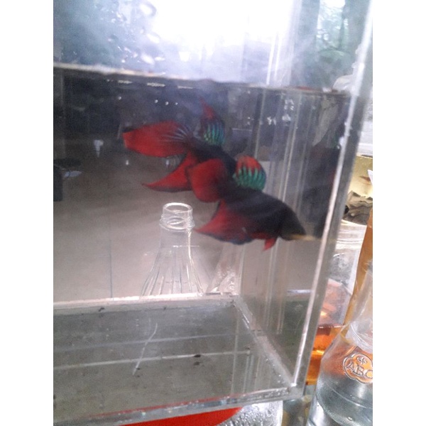 will betta splendens veil tail