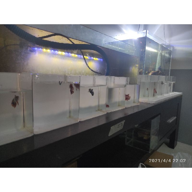 Ready cupang female nemo indukan