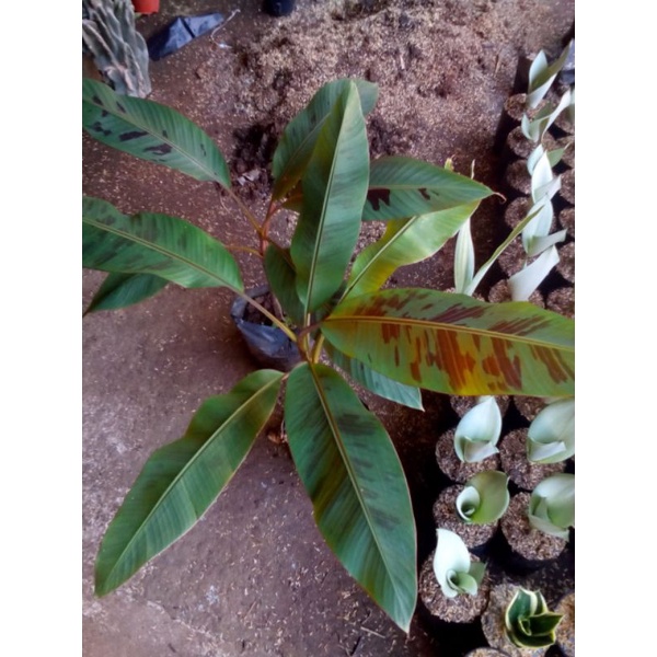 Pisang merah varigata