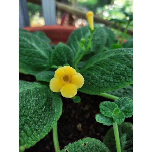 Bibit Episcia Monet ( Bunga Kuning)