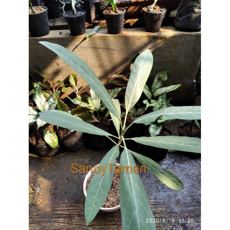 Tanaman Hias Bibit bunga Tabebuya / Tabebuya kembang kuning tanaman hias