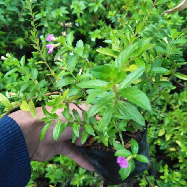 Tanaman Hias Bunga Taiwan Beauty Bunga Ungu / Taiwan beauty ungu