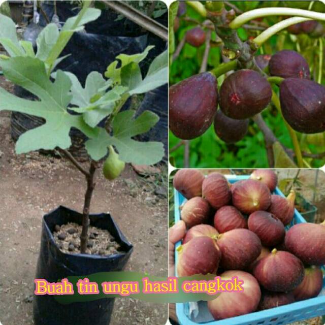 BIBIT BUAH TIN UNGU HASIL CANGKOKAN