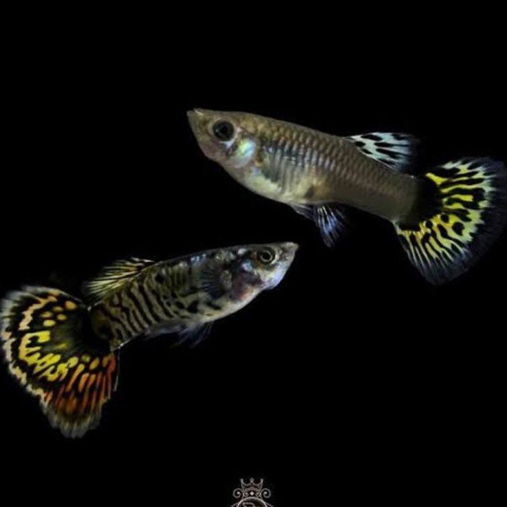 Ikan guppy platinum yellow tiger (Sepasang)
