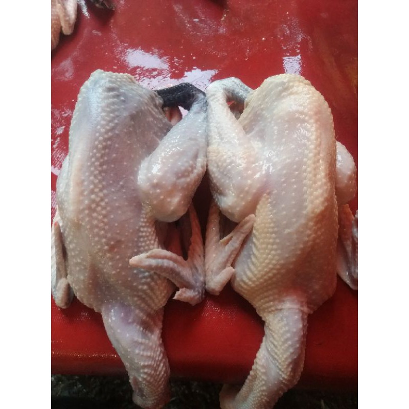 

Shakamori - Ayam Kampung Fresh 1100 gr Berat Hidup