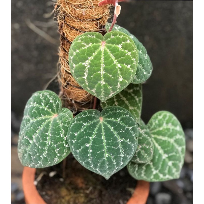 Tanaman herbal sirih ulung / piper porphyrophyllum / Sirih wulung