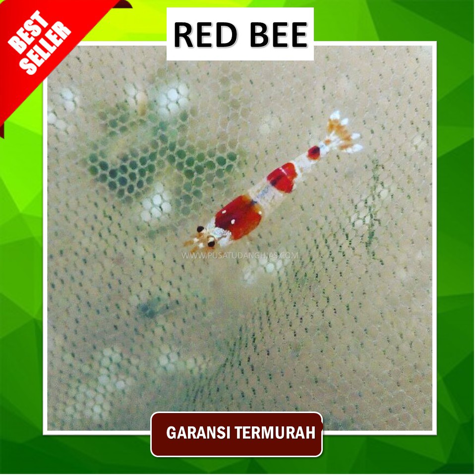 Udang Hias Red Bee Aquascape Ikan Hias Murah Shopee Indonesia