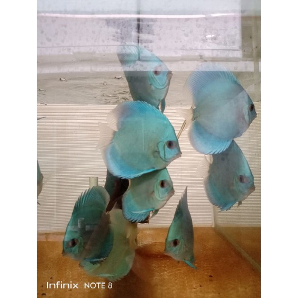 discus blue diamond 3in