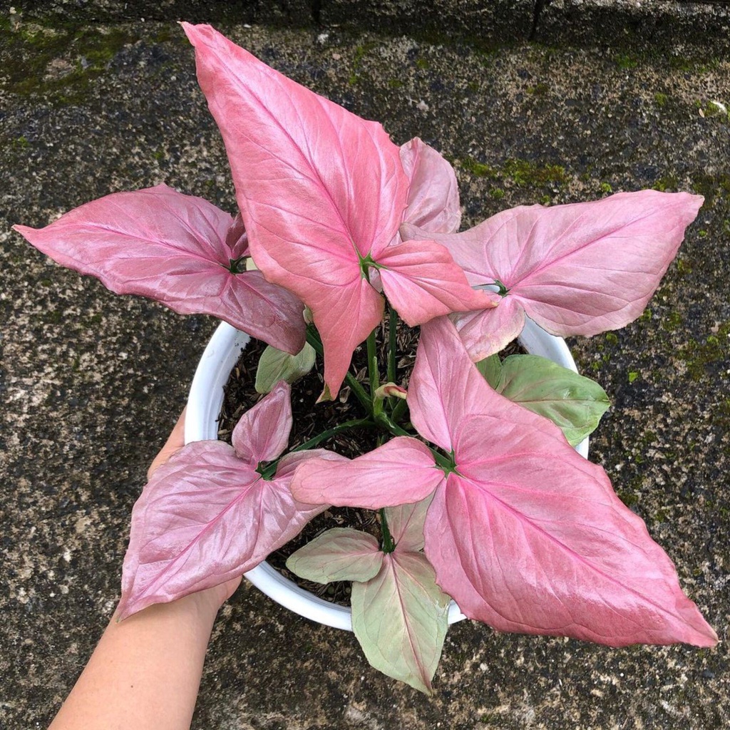 syngonium pink perfection