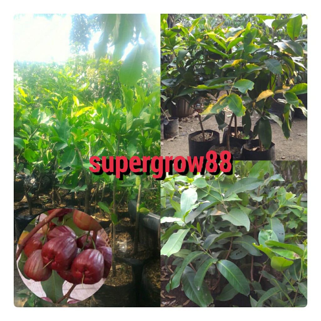Bibit Pohon Jambu Air Dalhari 1M Siap Berbuah