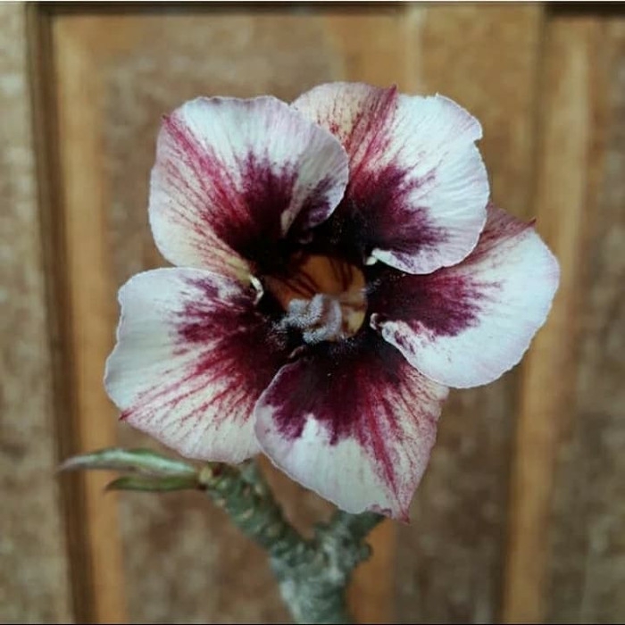 

Bibit bunga kamboja adenium kenangan ( HOKI OFFICE STORE )