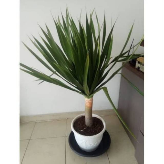 Tanaman hias pandan Bali super+pot