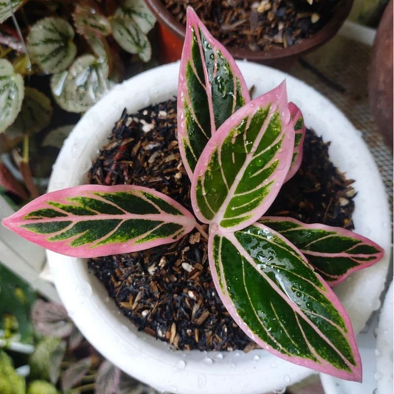 Aglonema lotus bibit bonggol