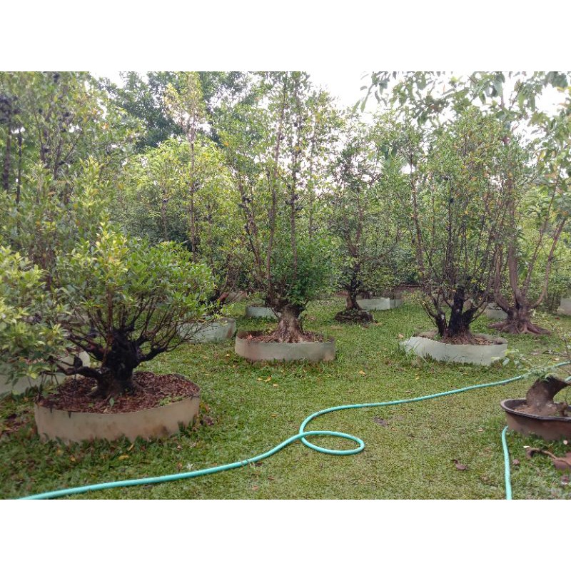 Bonsai Kimeng (Bibit)