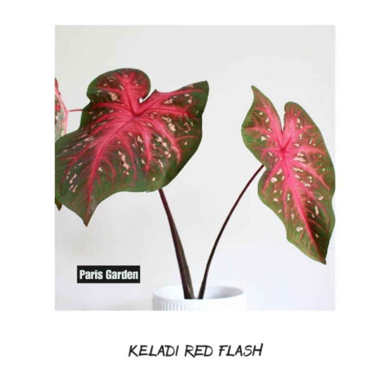 Tanaman Hias Keladi Merah Keladi Red Flash Caladium Red Flash Tanaman Keladi Hias Shopee Indonesia