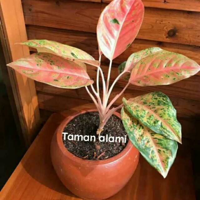 Tanaman hias aglonema bigroy - aglonema bigroy