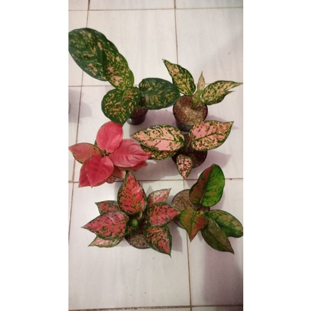 (COD) Paket aglonema termurah