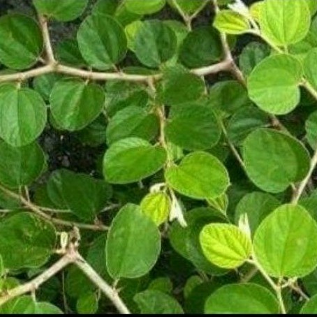 

daun bidara arab asli isi 150 lembar