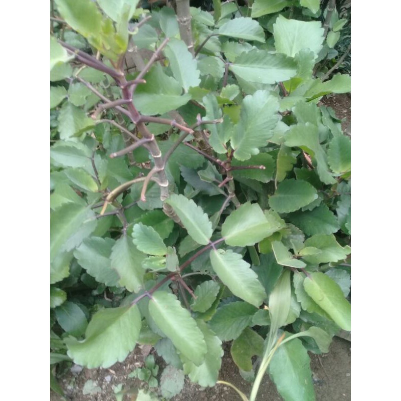 

Daun cocor bebek atau buntiris segar 1 kilo