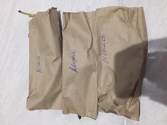 Bonggolan Alocasia Rigina