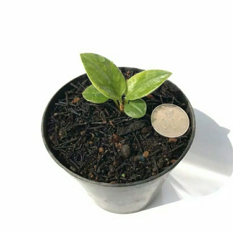 jemani varigata Jemani tanaman hias