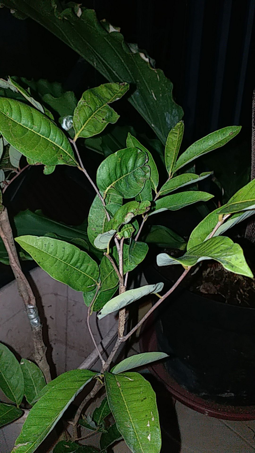 Tanaman Kelengkeng Diamon Unggul/kelengkeng Diamon Super