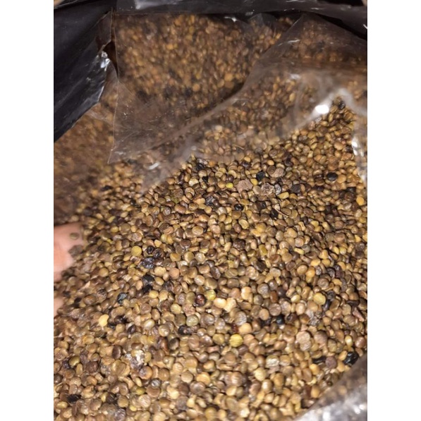 BENIH INDIGOFERA / indigofera pakan ternak ( benih unggul )