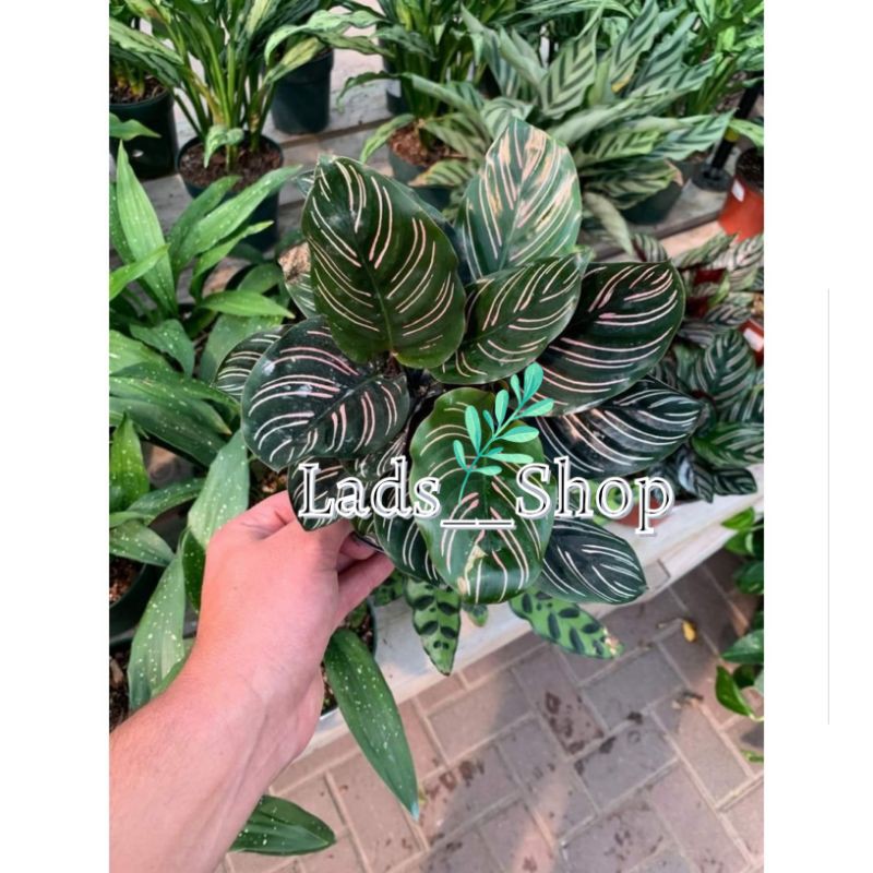 Tanaman Hias Calathea Ornata - Calathea Ornata