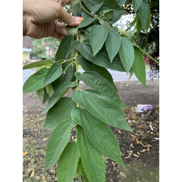 

daun kismis daun kersen daun tikmis per 250gr