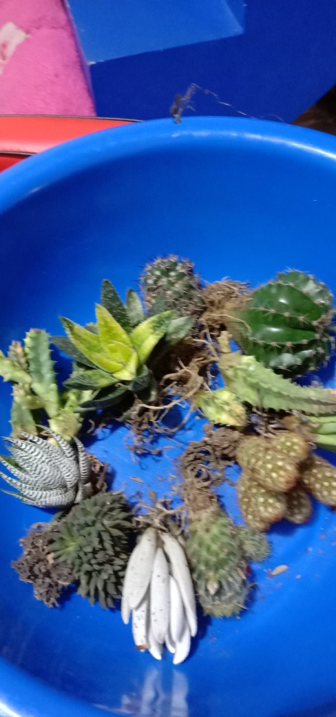 Sekulen Huernia Varigata