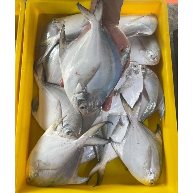 

IKAN BAWAL PUTIH - 500 GR