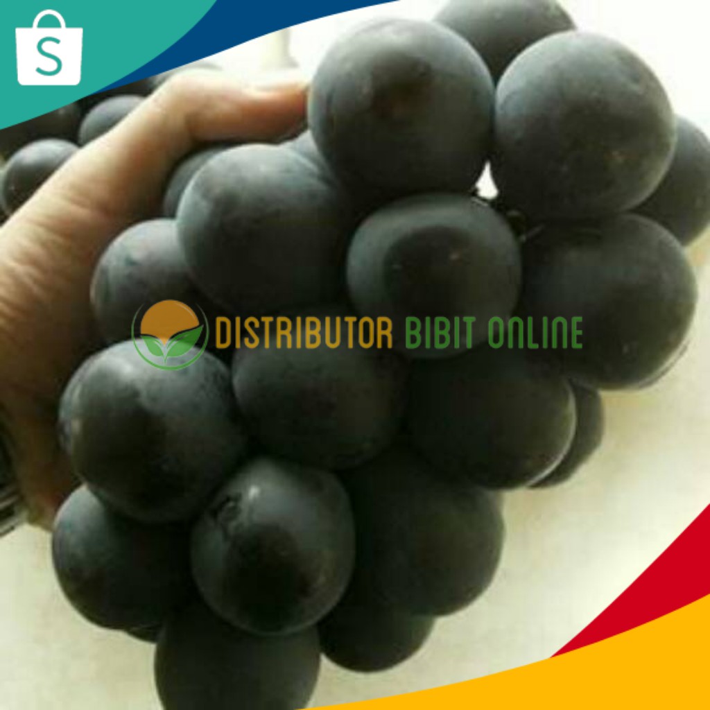 Bibit Anggur Import Fujiminori Hasil Grafting