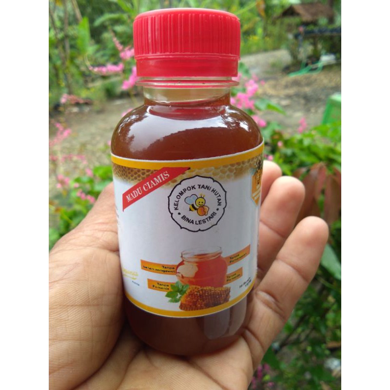 

madu trigona,cerena,dorsata