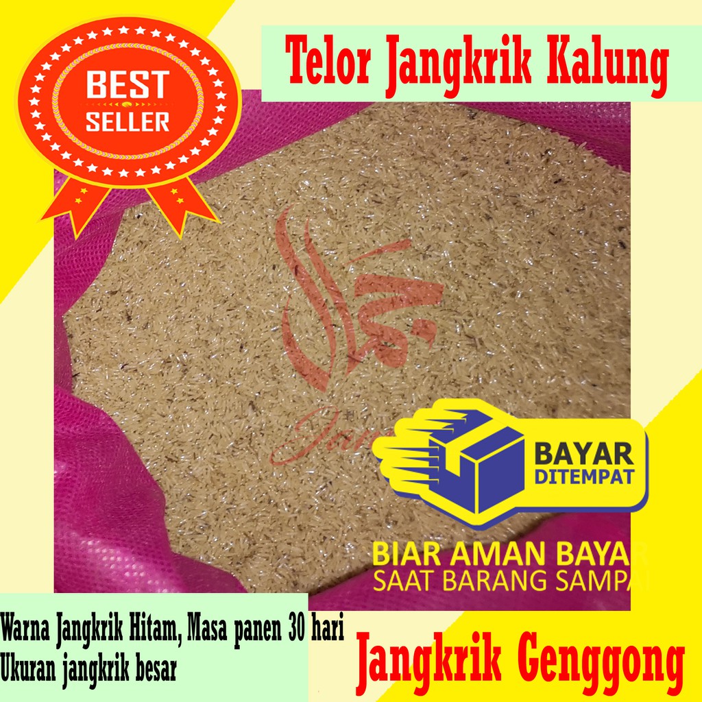BIBIT JANGKRIK TELUR JANGKRIK KALUNG KEMASAN 1KG